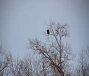 2013 03 23 RedWing 012